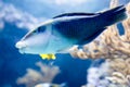 Blurry photo of a Thicklip Wrasse.Hemigymnus melapterus in a sea aquarium