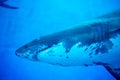 Blurry photo of a Tiger Shark in a blue aquarium. Big teeth of a Tiger Shark Royalty Free Stock Photo