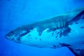 Blurry photo of a Tiger Shark in a blue aquarium. Big teeth of a Tiger Shark Royalty Free Stock Photo