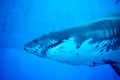 Blurry photo of a Tiger Shark in a blue aquarium. Big teeth of a Tiger Shark Royalty Free Stock Photo