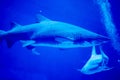 Blurry photo of a Tiger Shark in a blue aquarium. Big teeth of a Tiger Shark Royalty Free Stock Photo