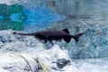 Blurry photo of a wounded black aligator gar in a sea aquarium Royalty Free Stock Photo