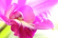 Blurry pink orchid detail in sunshine Royalty Free Stock Photo