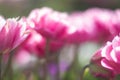 Blurry Pink Tulips