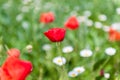 Blurry Poppies Field. Background. Royalty Free Stock Photo