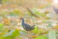 Blurry Purple Swamphen, birds background. It is a large rail, mainly dusky black above, with a broad dark blue collar, and dark