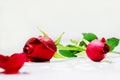 Blurry red petals and closeup small and young British roses with dew drops on lights gray background