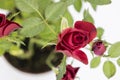 Blurry red rose with leaves.The beautiful young red roses with green leaves on the white background Royalty Free Stock Photo