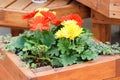 Blurry Red Yellow colour Gerbera daisy. Gerbera plant in pot on the table Royalty Free Stock Photo