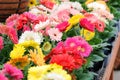 Blurry Red Yellow colour Gerbera daisy. Gerbera plant in pot on the table Royalty Free Stock Photo