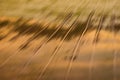 Blurry of Rice fields Royalty Free Stock Photo