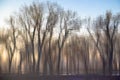 Blurry water reflection of the bare trees in a forest in the sunset of dry winter season Royalty Free Stock Photo