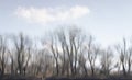 Blurry river water reflection of the bare trees Royalty Free Stock Photo