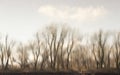 Blurry river water reflection of the bare trees in winter sunset Royalty Free Stock Photo