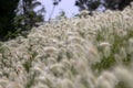 Blurry shot of feathertop grass field.