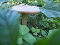 Blurry Shroom Visuals Royalty Free Stock Photo