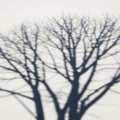 Blurry silhouette of bare tree branches against a white background Royalty Free Stock Photo
