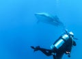 Blurry silhouettes of a driver and a whale shark in the Indian Ocean