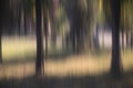 Blurry smooth trees in the woods Royalty Free Stock Photo