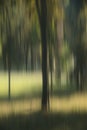 Blurry smooth trees in the woods Royalty Free Stock Photo