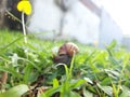 Blurry Snail Walking in the Garden