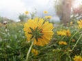 Blurry soft background of yellow cosmos flowers. Low back angle of yellow garden cosmos flower. Spring or summer flower background Royalty Free Stock Photo