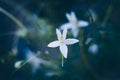 Blurry and soft focus of Cork tree`s white flower, Indian Cork ,
