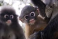 Blurry soft and noise Baby Dusky Langur