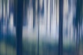 Blurry trees in woods