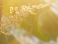 Blurry and softness of dry flower with soft sunlight Royalty Free Stock Photo