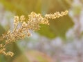 Blurry and softness of dry flower with soft sunlight Royalty Free Stock Photo