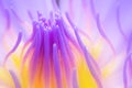 Blurry stamen of lotus flower. close up