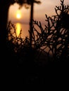 A blurry sunset striking through the thicket