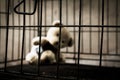 Blurry teddy bear in jail Royalty Free Stock Photo