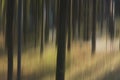 Blurry trees in woods