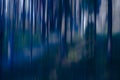 Blurry trees in woods Royalty Free Stock Photo