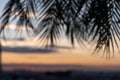 Blurry and unfocused background. Silhouette of palm leaves on sunset beach background. copy space, travel, summer concept.
