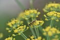 Blurry unfocused picture of carrot flower bloom in the garden. Yellow background