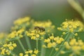 Blurry unfocused picture of carrot flower bloom in the garden. Yellow background