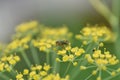 Blurry unfocused picture of carrot flower bloom in the garden. Yellow background