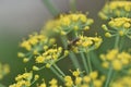 Blurry unfocused picture of carrot flower bloom in the garden. Yellow background