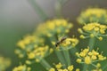 Blurry unfocused picture of carrot flower bloom in the garden. Yellow background