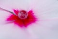 Blurry water drop on center of pink flower