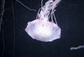 Blurry white colored jelly fishes floating on waters with long tentacles. White Pacific sea nettle