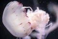 Blurry white colored jelly fishes floating on waters with long tentacles. White Pacific sea nettle