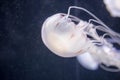 Blurry white colored jelly fishes floating on waters with long tentacles. White Pacific sea nettle