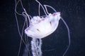 Blurry white colored jelly fishes floating on waters with long tentacles. White Pacific sea nettle