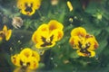 Blurry white flowers under glass with water drops. Abstract nature background. Floral pattern. Flat lay composition for your Royalty Free Stock Photo