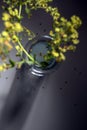 Blurry yellow flowers from lady`s mantle Alchemilla in a glass vase on a dark gray background, unusual abstract perspective and Royalty Free Stock Photo