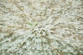 blurry zoom technic of orange jasmine petal fall and spreading on cement floor Royalty Free Stock Photo